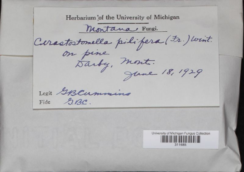 Ceratocystis pilifera image