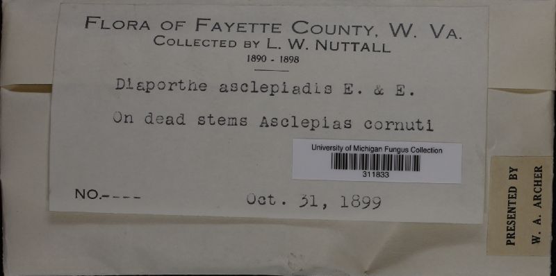 Diaporthe asclepiadis image