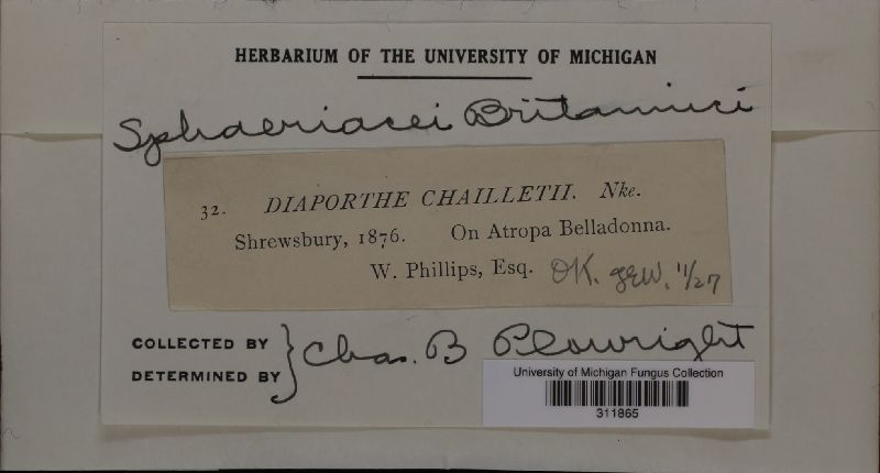 Diaporthe chailletii image