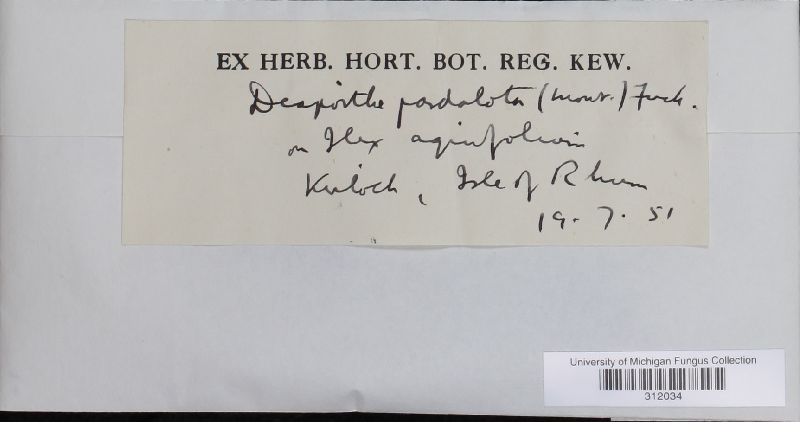 Diaporthe pardalota image