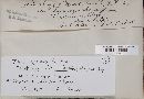 Diatrype disciformis image