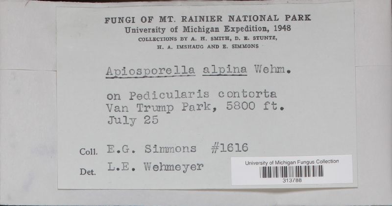 Apiosporella alpina image