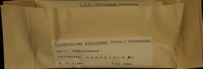 Graphostroma platystoma image