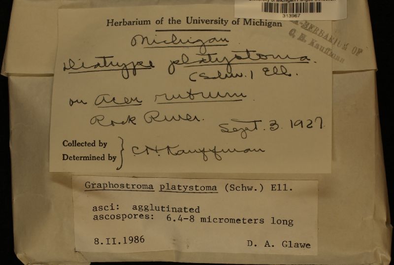 Graphostroma platystoma image