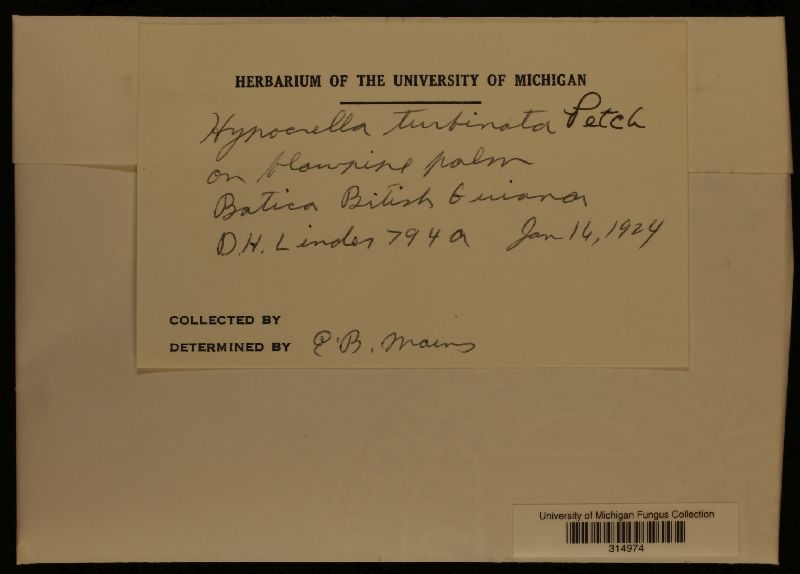 Moelleriella turbinata image