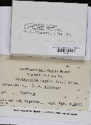 Diatrypella favacea image