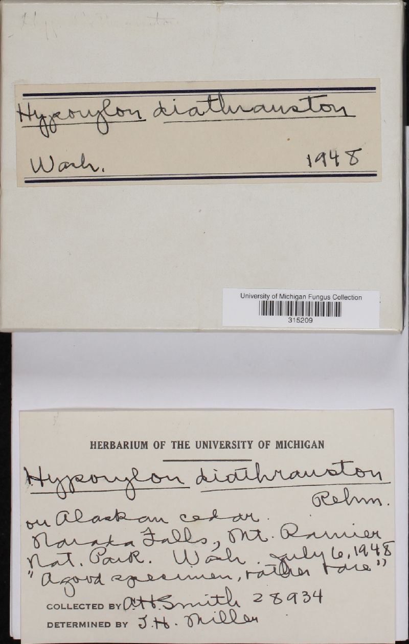 Hypoxylon diathrauston image