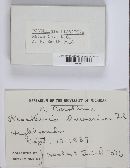 Rosellinia clavariae image