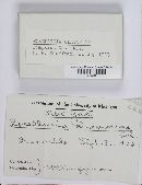 Rosellinia clavariae image