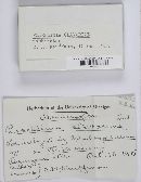 Rosellinia clavariae image