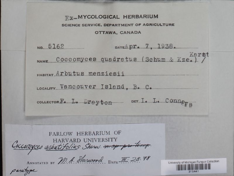 Coccomyces arbutifolius image