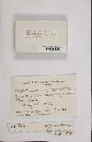 Cudonia circinans image