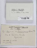 Cudonia circinans image