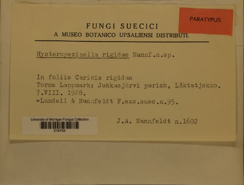 Hysteropezizella rigidae image