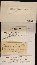 Lactarius scrobiculatus image