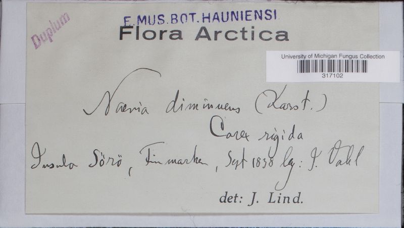 Naevia diminuens image