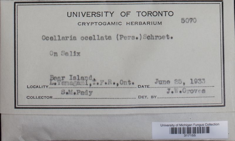 Pezicula ocellata image