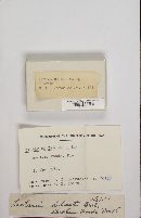 Media resource of Lactarius delicatus