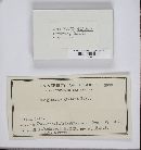 Geoglossum glabrum image