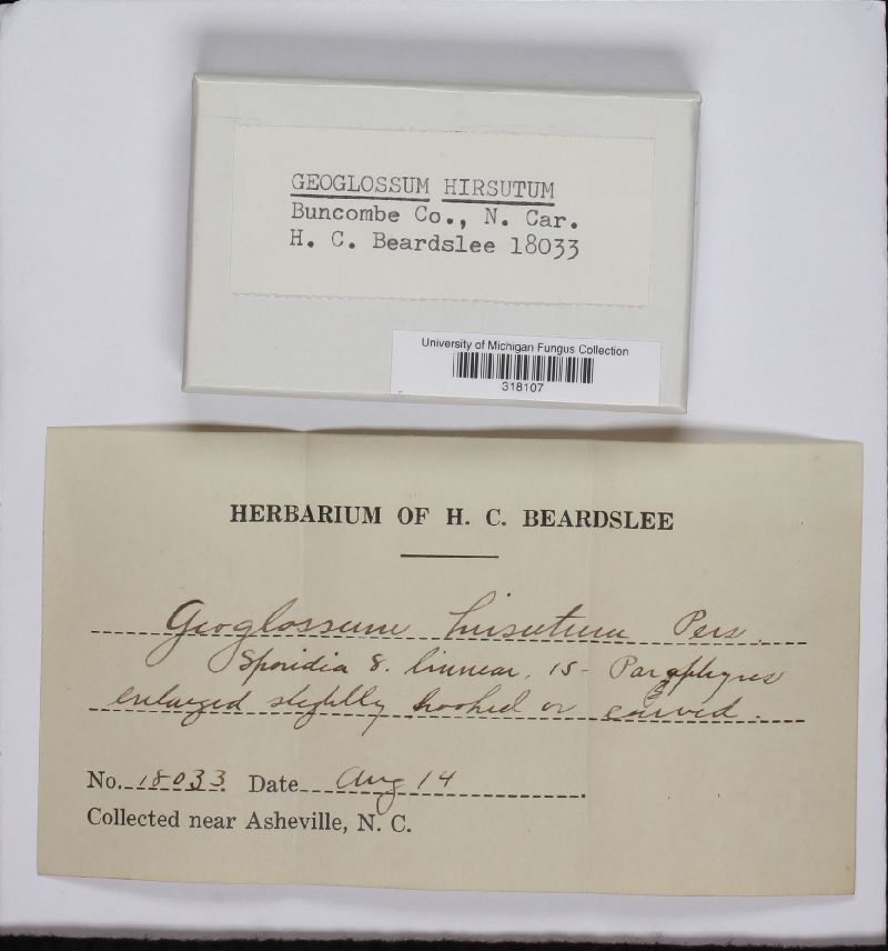 Geoglossum hirsutum image