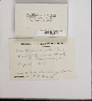 Spathularia velutipes image