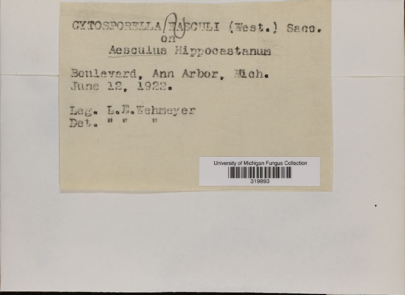 Cytosporella aesculi image