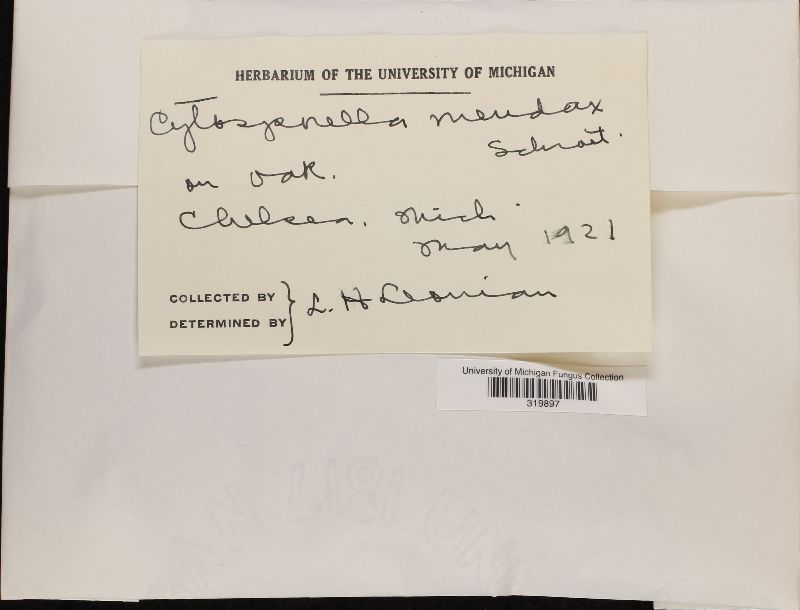 Cytosporella mendax image