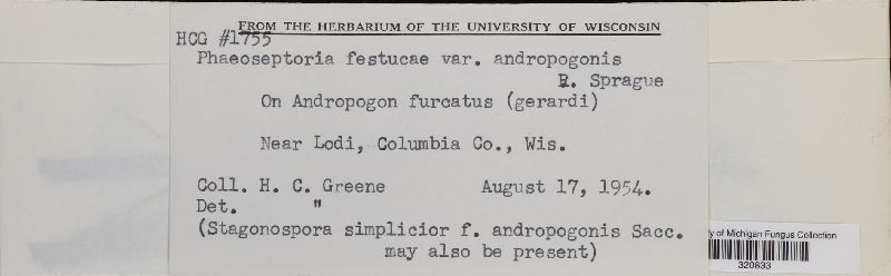 Phaeoseptoria festucae image
