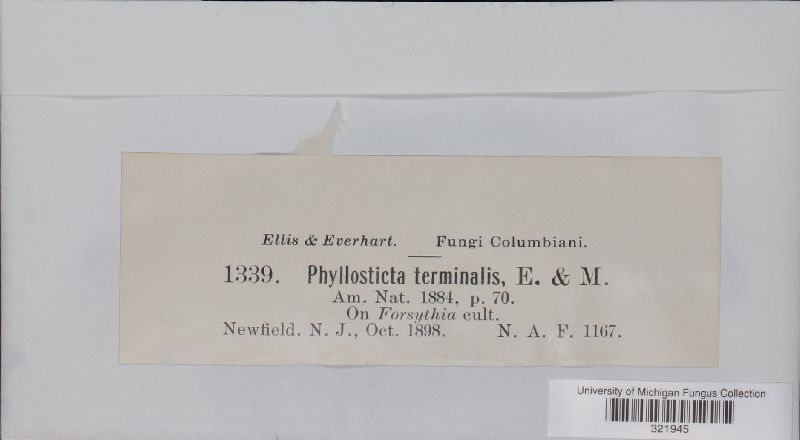 Phyllosticta terminalis image