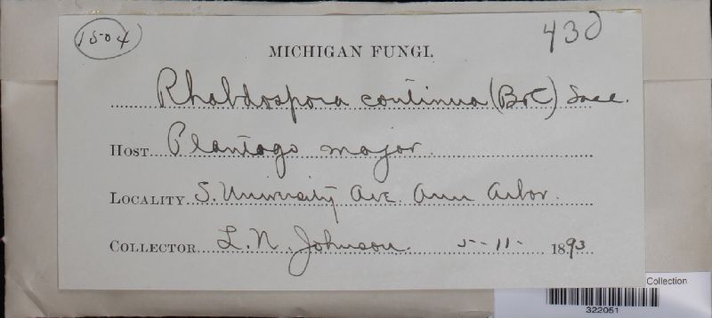 Rhabdospora continua image