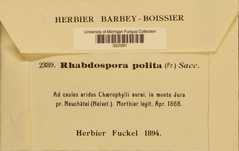 Rhabdospora polita image
