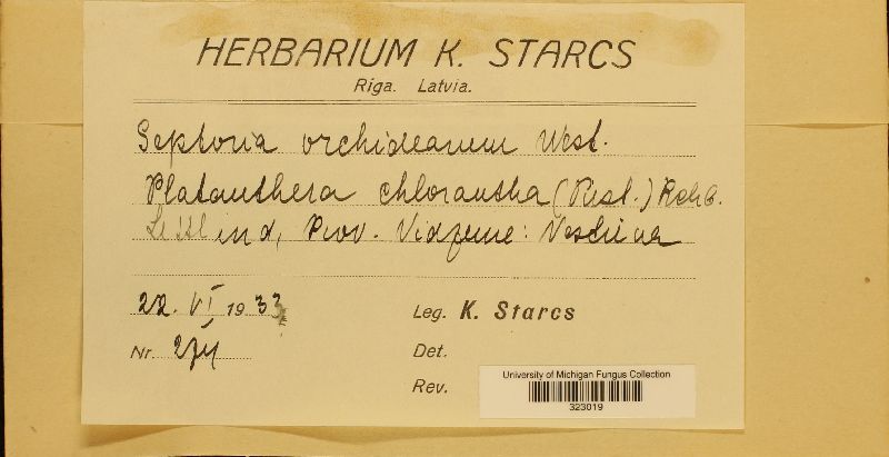 Septoria orchidearum image