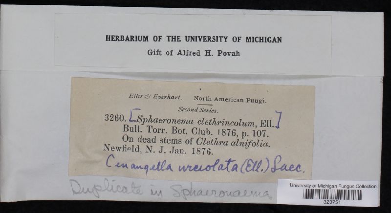 Chondropodiella clethrincola image