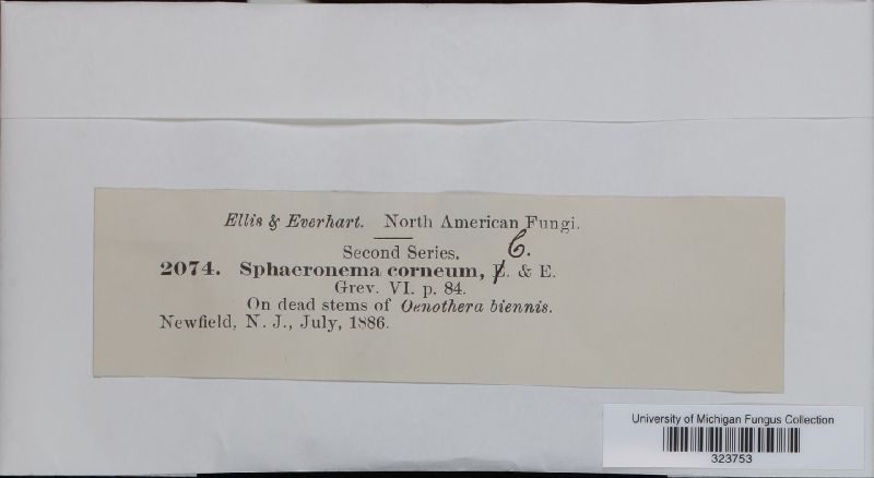 Sphaeronaema corneum image