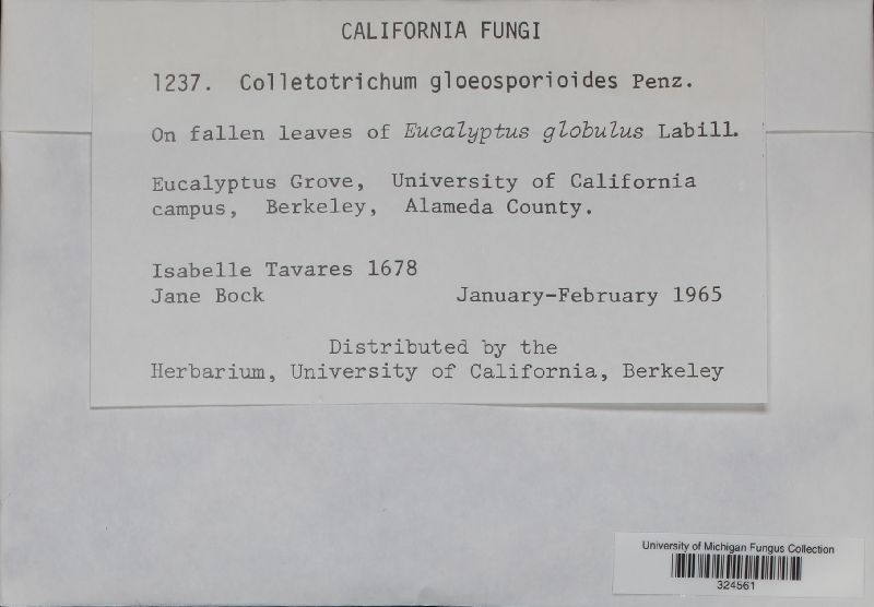 Glomerella cingulata image
