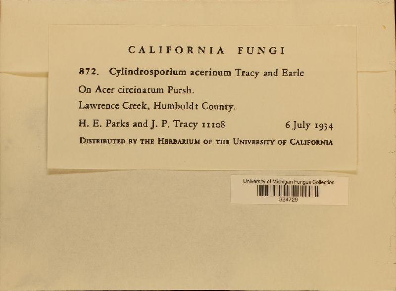 Cylindrosporium acerinum image