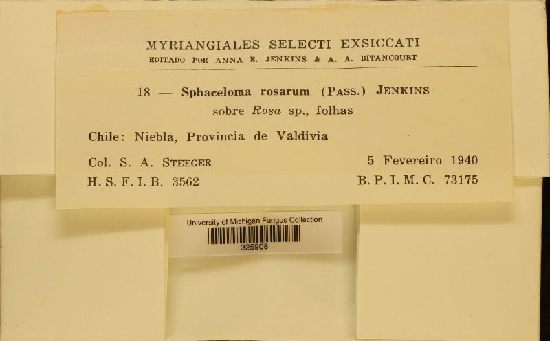 Elsinoë sarum image