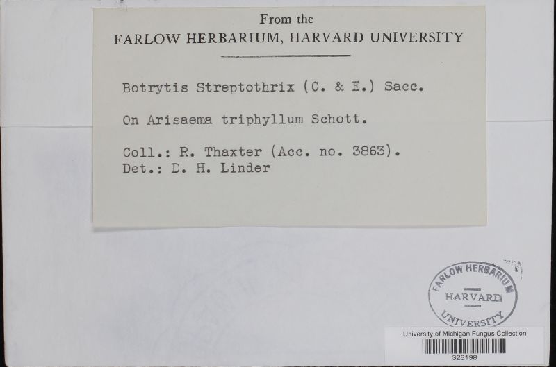 Streptobotrys streptothrix image