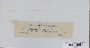 Clonostachys rosea f. rosea image