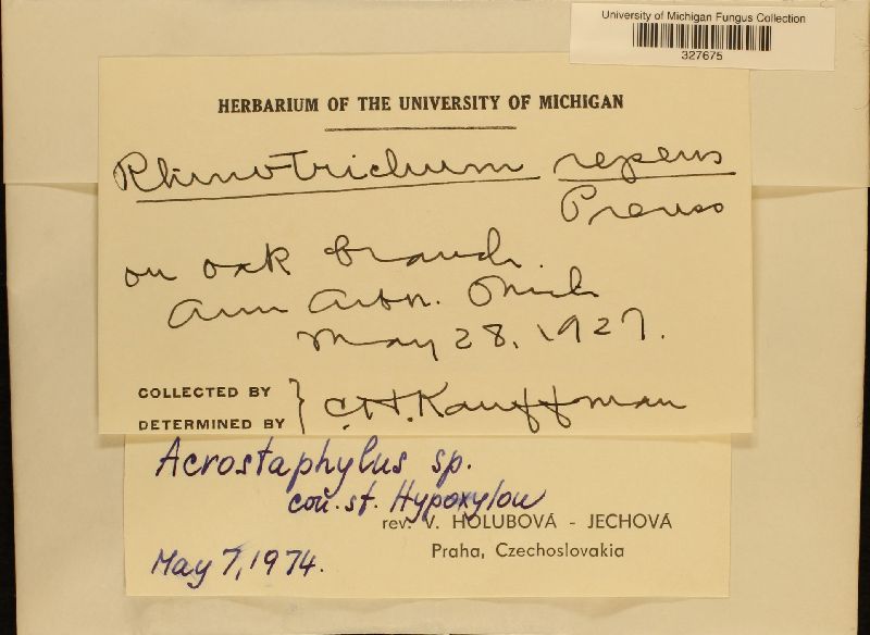 Acrostaphylus hypoxyli image