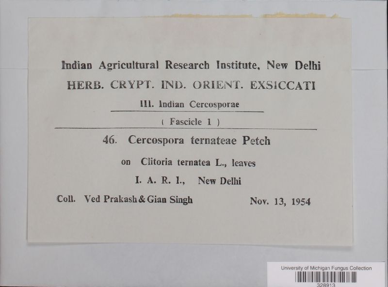 Cercospora ternateae image