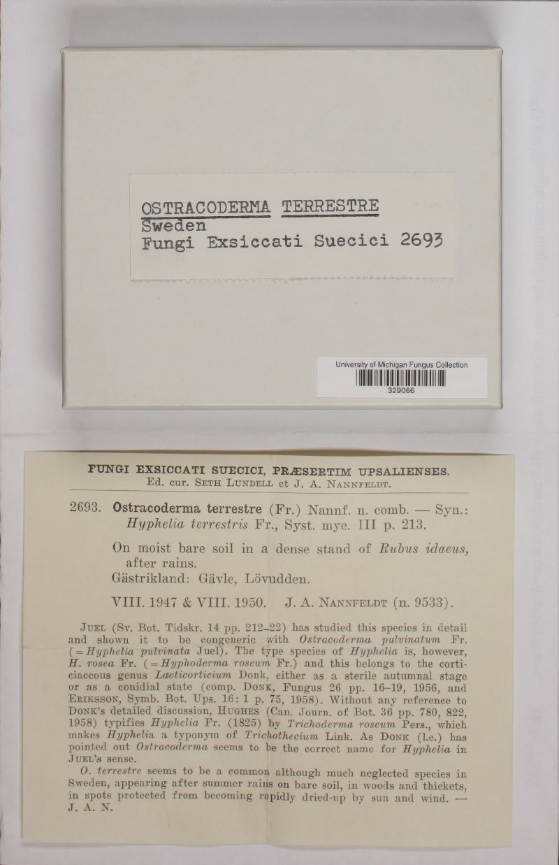 Chromelosporium terrestre image