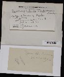 Cladosporium typharum image