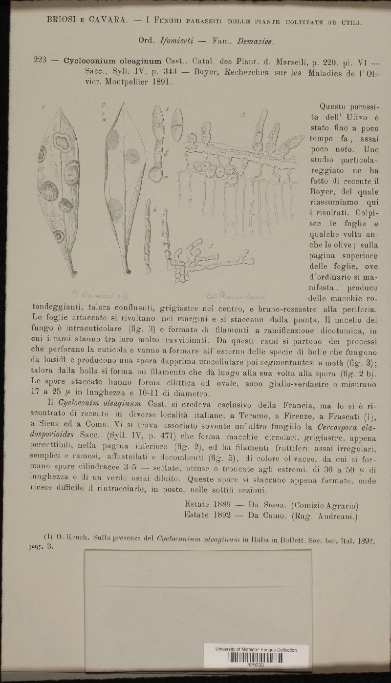 Cycloconium oleaginum image