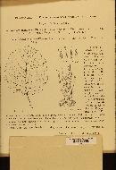 Passalora bacilligera image