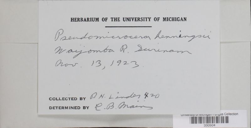 Pseudomicrocera henningsii image