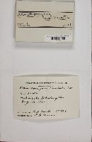 Akanthomyces aculeatus image