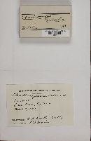 Akanthomyces aculeatus image