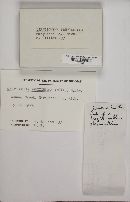 Ceratiomyxa fruticulosa var. fruticulosa image