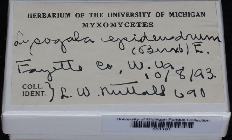 Lycogala epidendrum image